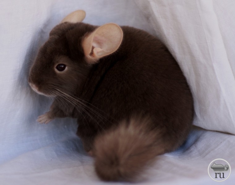 Шиншилла Джексон