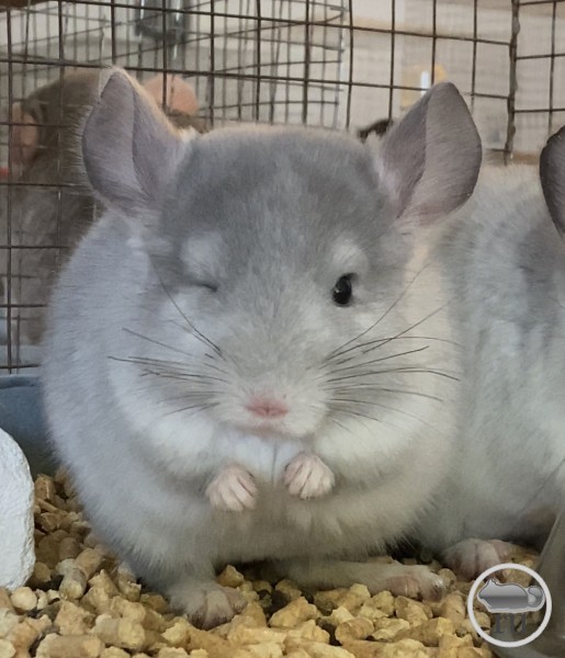 Шиншилла Вико