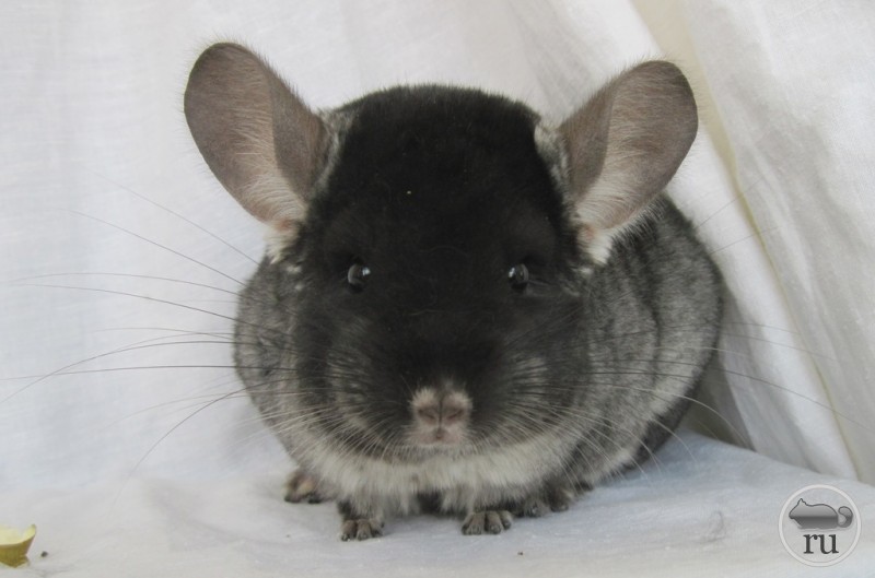 Shinshilla Dajana