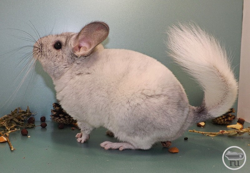 Шиншилла Домашняя Фото Уход – Telegraph