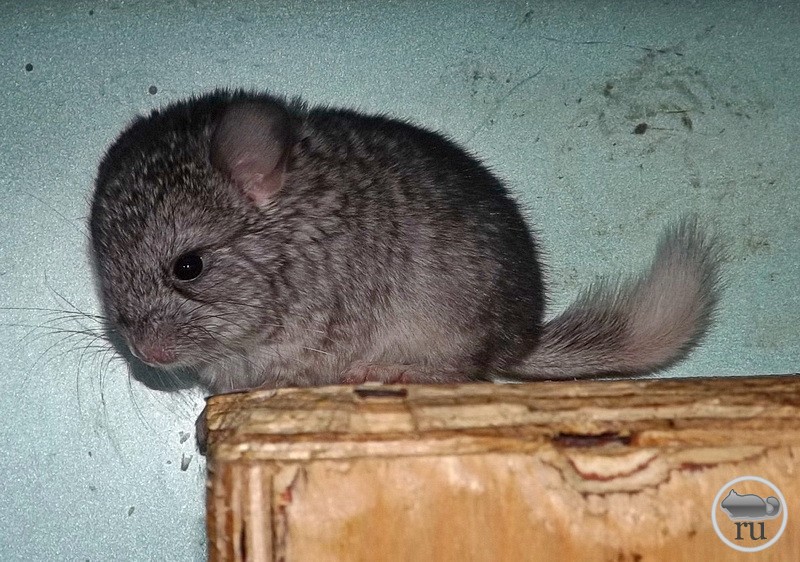 Шиншилла Домашняя Фото Уход – Telegraph