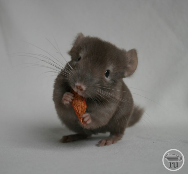 Шиншилла Шоколадка_ЧинЛайф