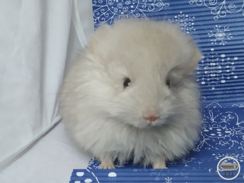 Шиншилла Эля