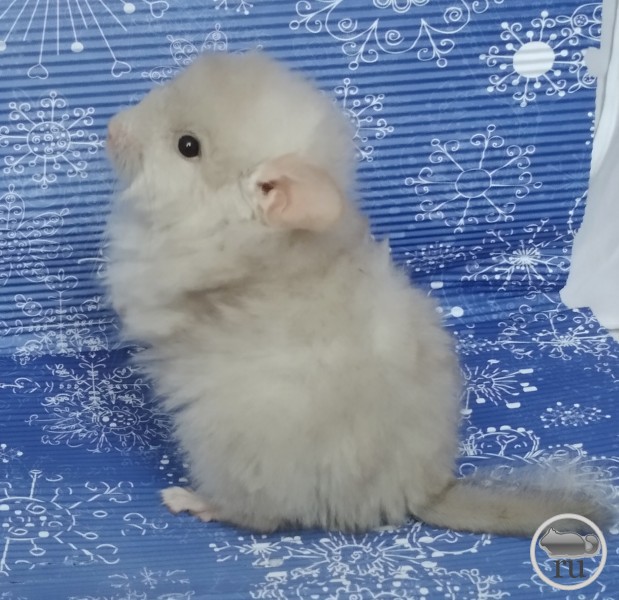 Шиншилла Эля