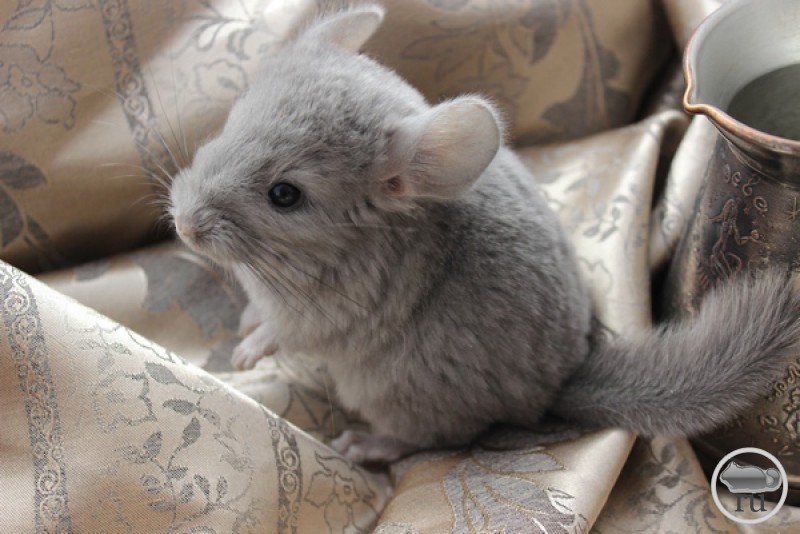 Шиншилла Домашняя Фото Уход – Telegraph