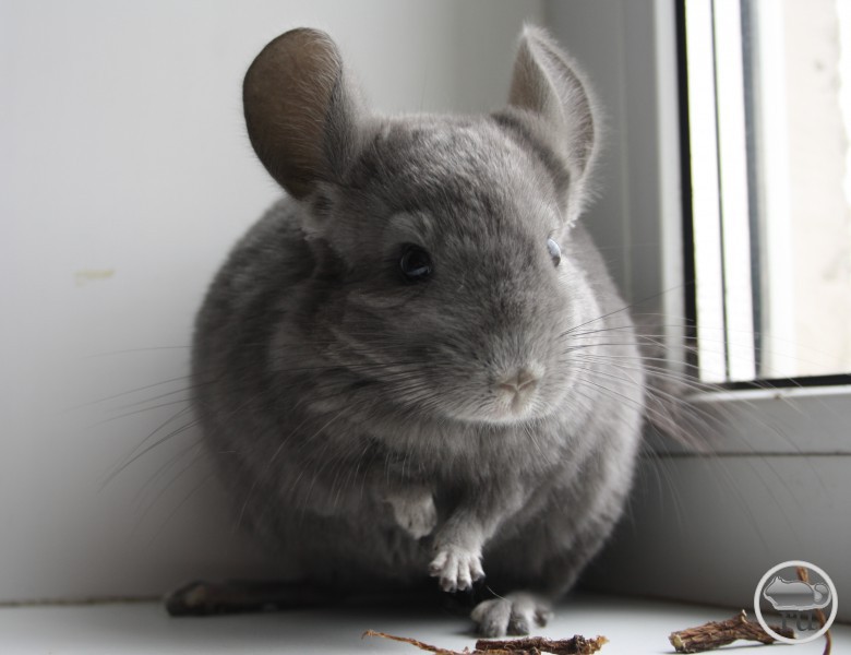 Do Chinchillas Throw Poop
