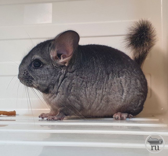 Шиншилла Домашняя Фото Уход – Telegraph