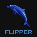 flipper chinchillas
