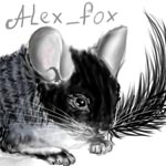 Alex_fox chinchillas