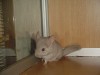2 мес