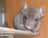 2 мес