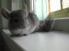 4 мес