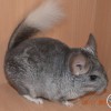 Соник