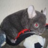 Кора