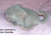 новорожденная