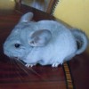 Либи