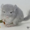 Ренуар