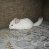 Рафаэлла