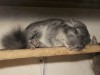 2 мес-1