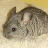 Флер
