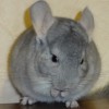 Мимино