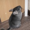 Муза