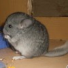 Лаки