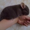 Тосечка