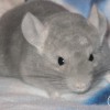 Кора