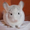 бибигон