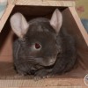 Кекс