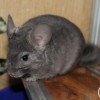Филимон