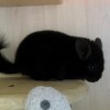 Стивен
