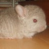 Гулливер