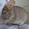 Эрик