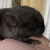 Марчела