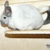 Пенелопа
