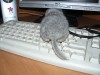 Том