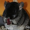 Пончик