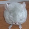 Бобо