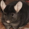 Лана