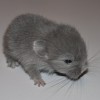 Кевин