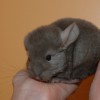 сын2 Мальвы