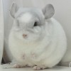 Каспер