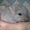 Сай