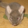 Ефим