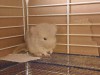 Новорожденный