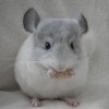 Мотя