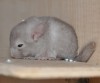2 нед
