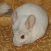 Киано